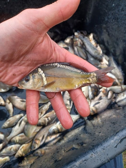 Karp narybek/kroczek  . Amur ,Lin ,Węgorz.