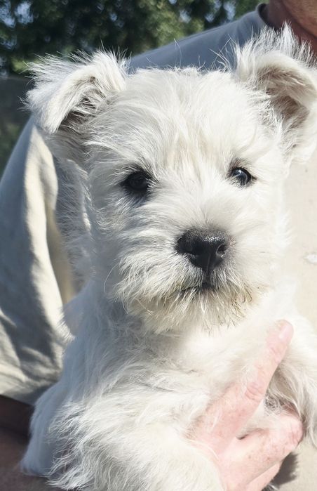 West highland white terrier westi zkwp FCI