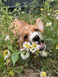 Corgi Cowboys- planujemy miot wiosna/ lato 2026, Welsh Corgi Cardigan