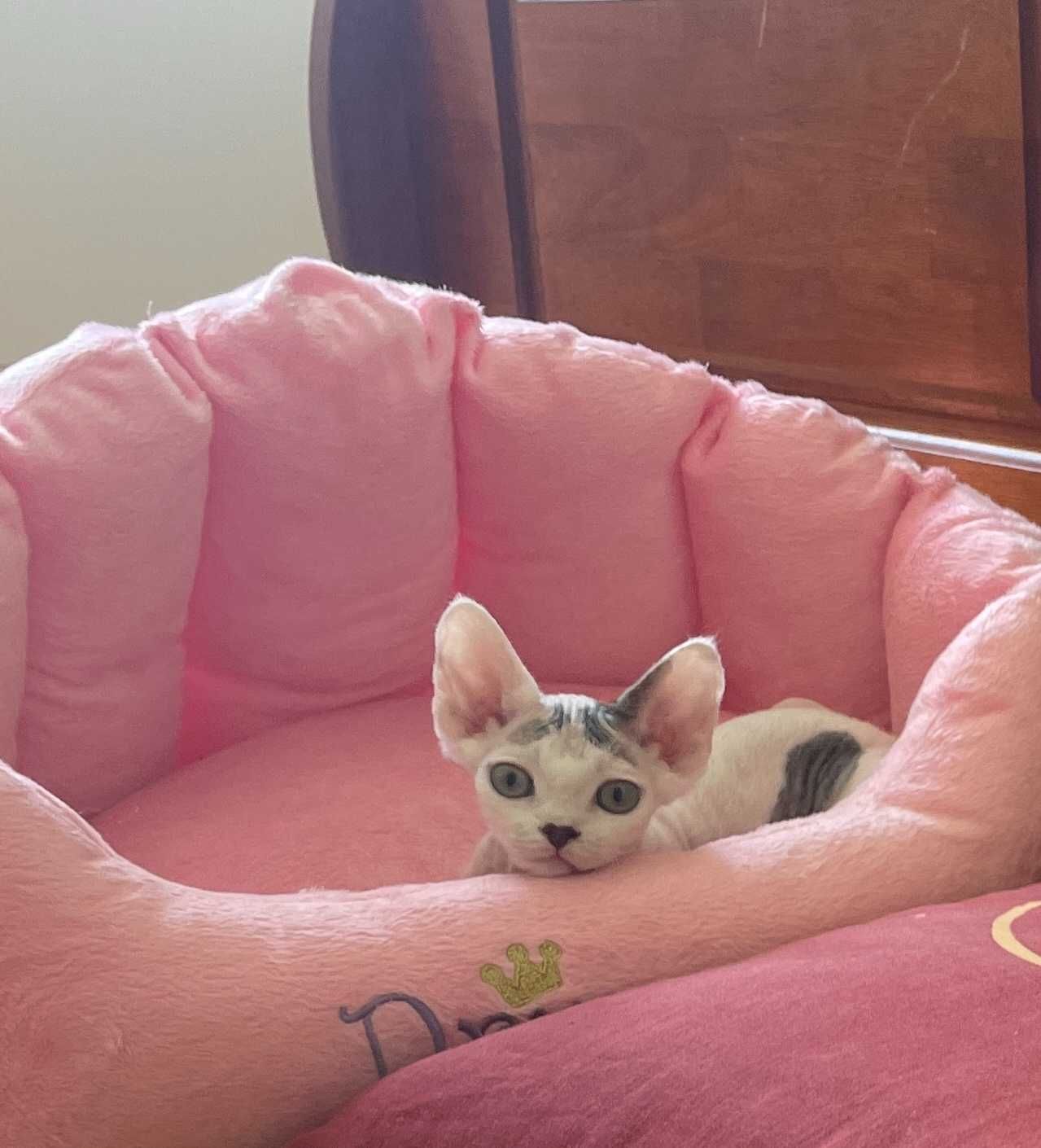 Devon Rex chłopiec