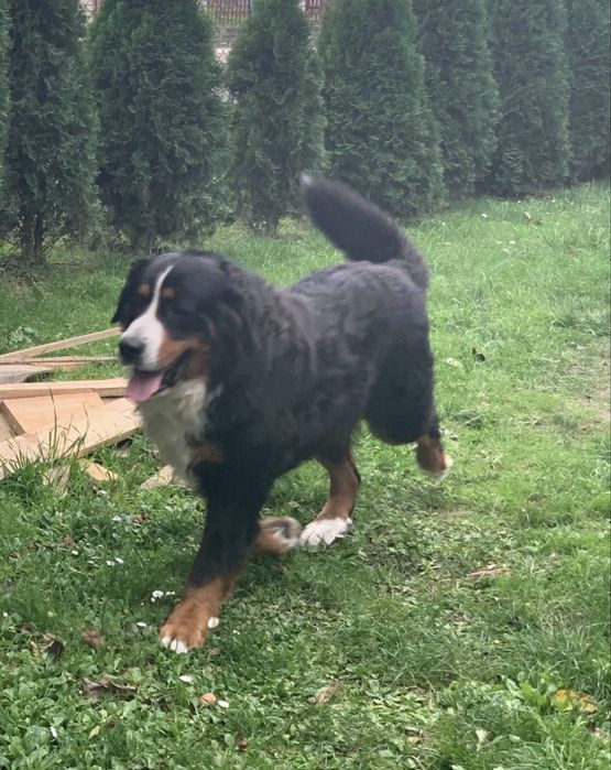 Bernenskie Psy Pasterskie !