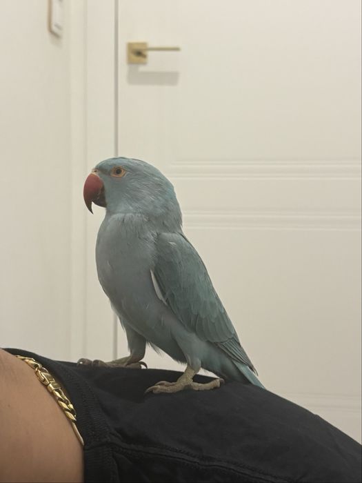 aleksandretta obrożna ręcznie karmiona od urodzenia oswojona