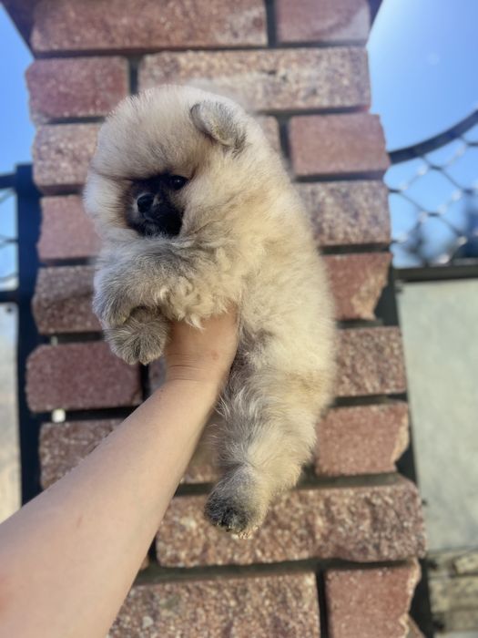 Мішка померанець