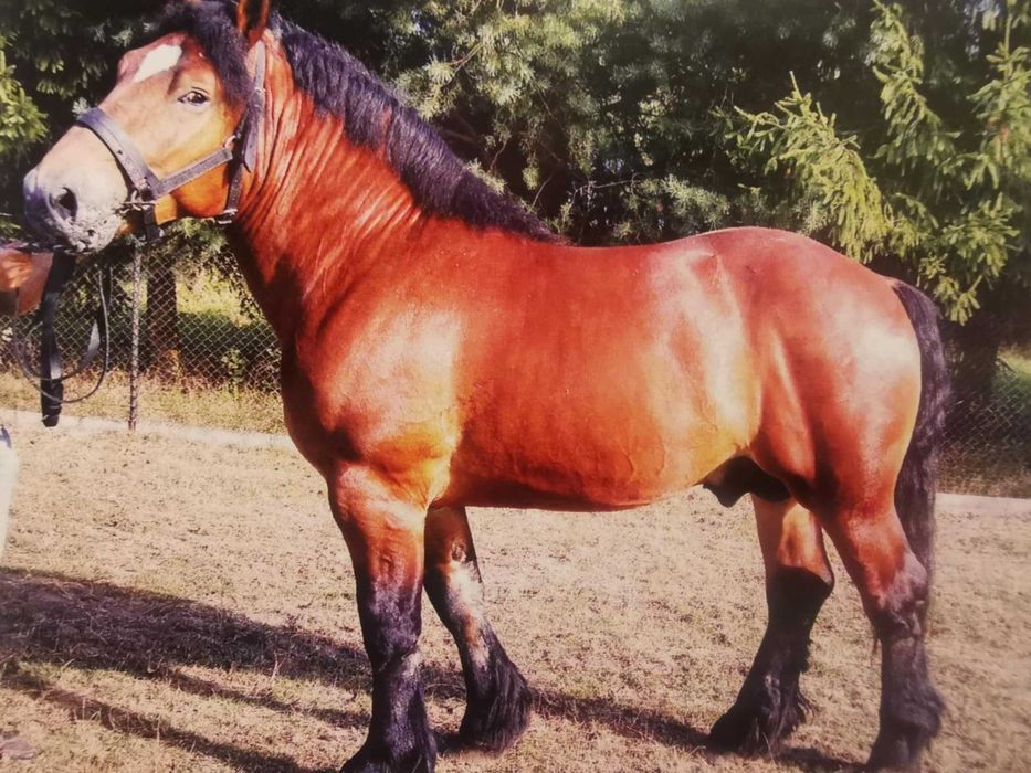 Ogier zimnokrwisty po aukcji