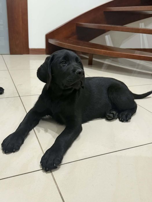 Szczeniak Labrador Retriever