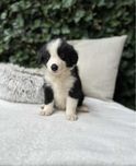 Chłopiec rasy Border Collie