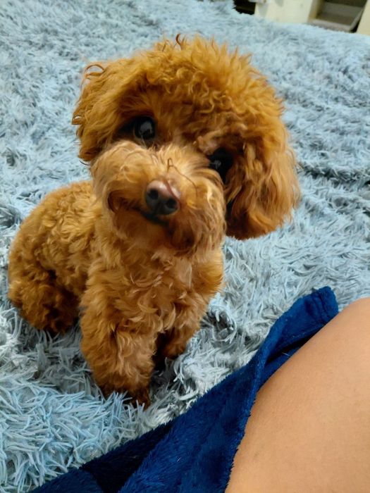 Перетримка  тварин.Любої породи