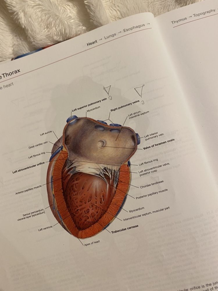 Sobotta atlas anatomiczny narzady wewnetrzne angielski