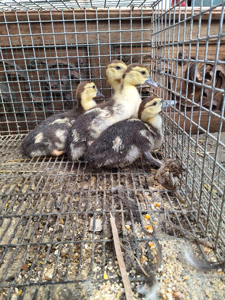 Crias de patos mudos