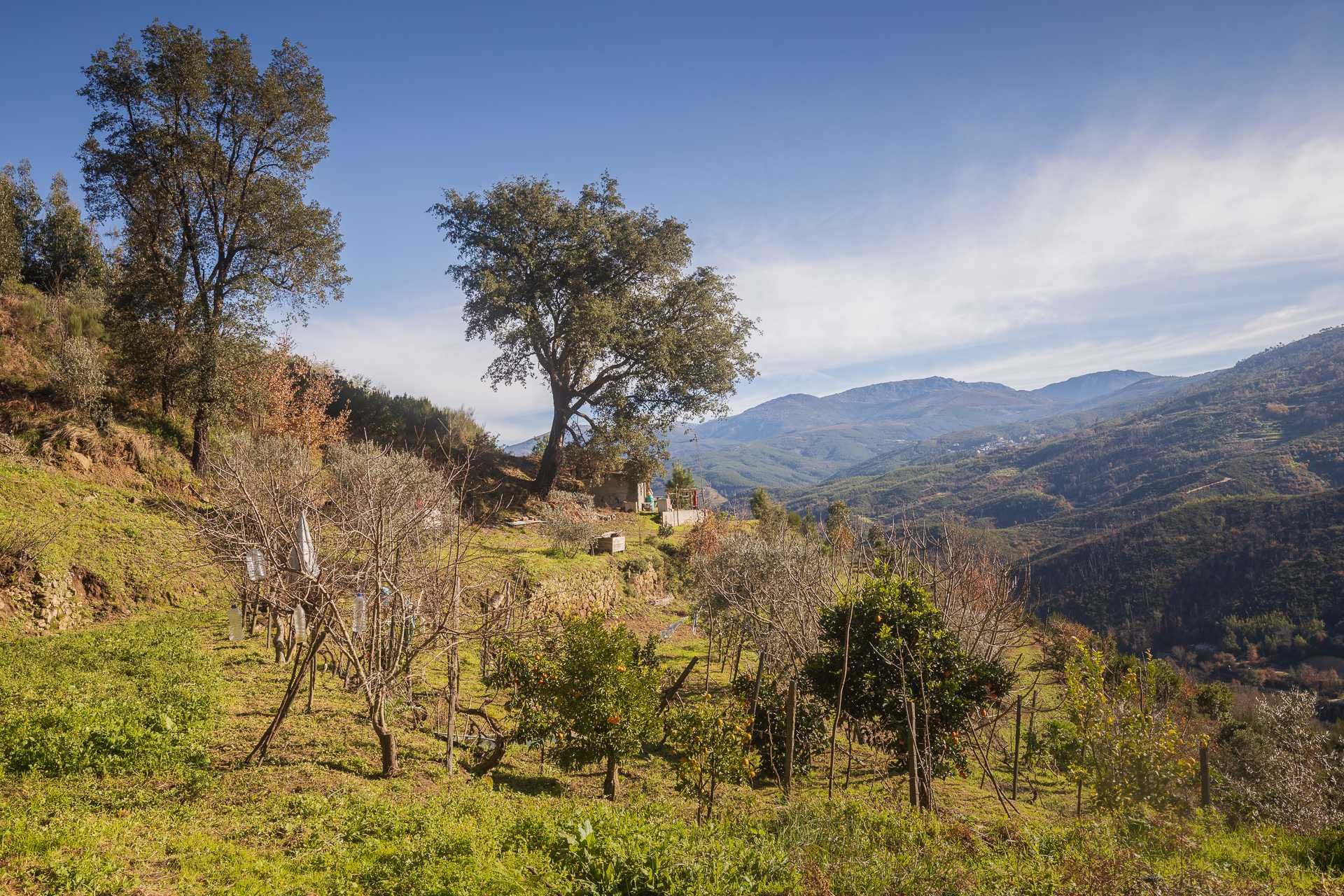 Quinta Rural com casa de campo - 9920 M2 (Vista para Serra da Estrela)