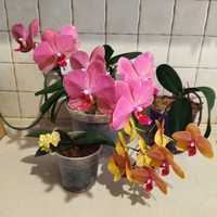 Продам орхидеи недорого
