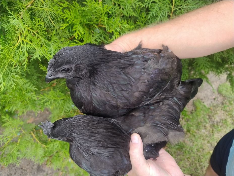 Ayam Cemani kurka kura