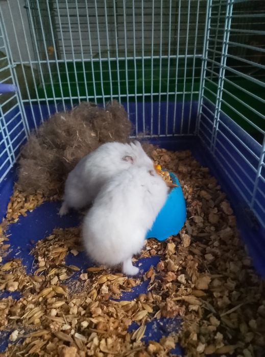 Хомячки Кременчуг