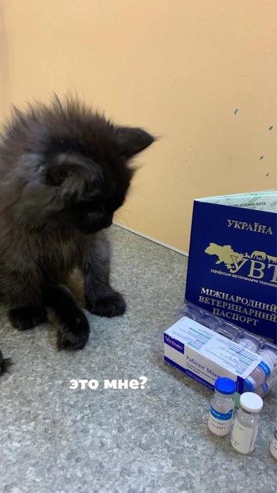 ветеринарная клиника,ветеринарный врач, ветврач , ветеринар , Харьков