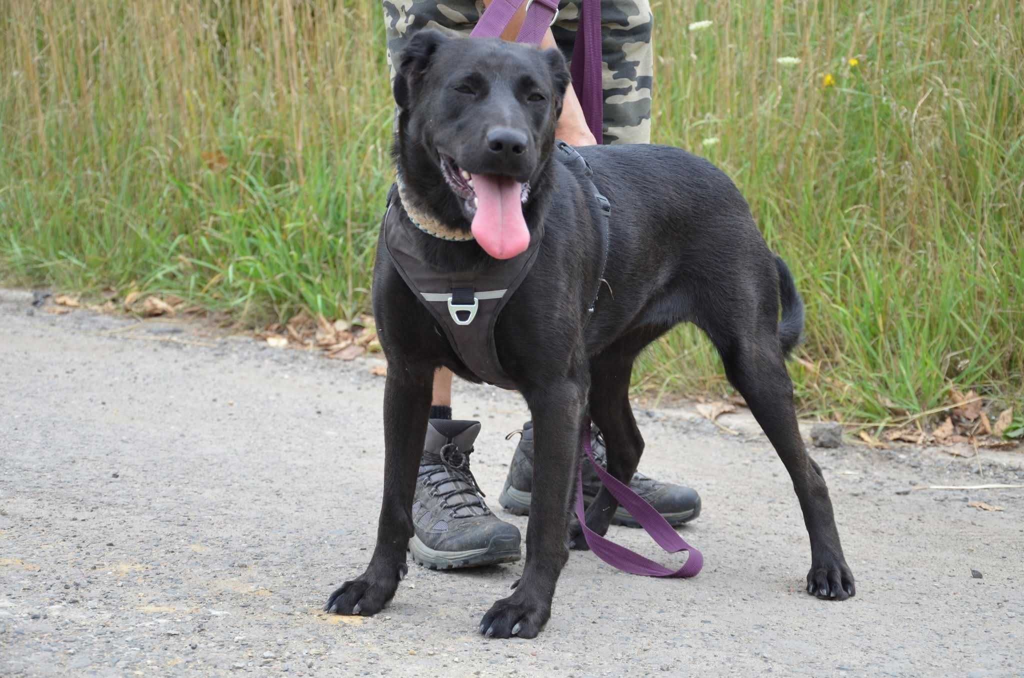 EMI czarna piękność w typie labrador ADOPCJA