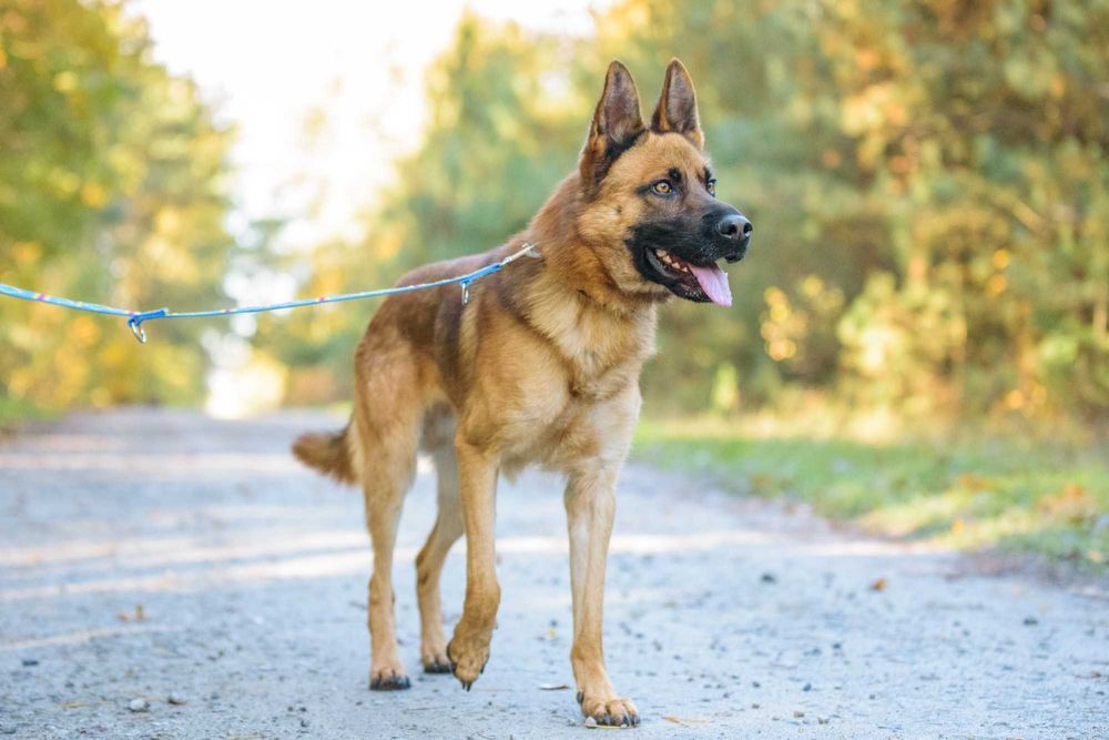 PAKER - wymagający kawaler w typie ON pomieszany z Malinois