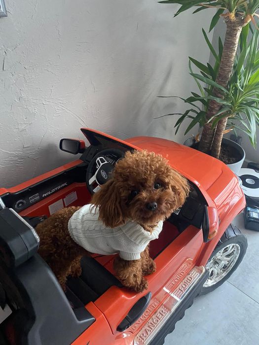 Uroczy MINI szczeniak maltipoo maltanczyk pudel toy