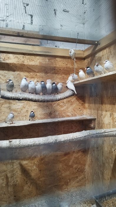 Ryżowce młode 2025