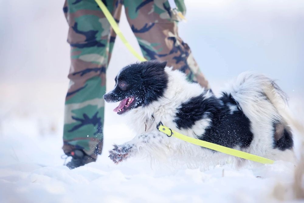 Szczepan, psiak w typie szpica do adopcji