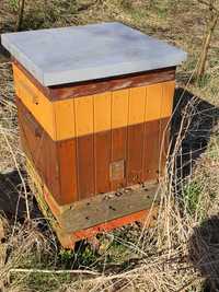 Pszczoły , rodziny pszczele, odkłady pszczele , buckfast/krainka