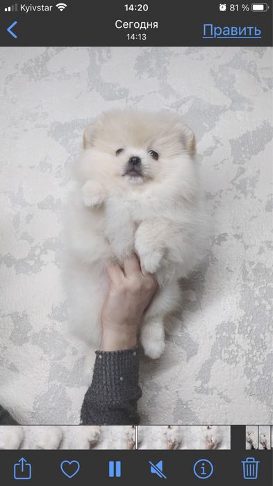 Померанский шпиц