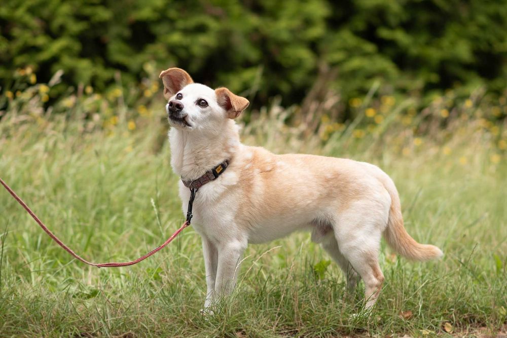 delikatny, spokojny, kremowy MIKI: tak mi brakuje domu ;(