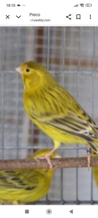 Canário ágata amarelo