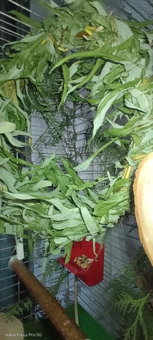 Клітка для пташок