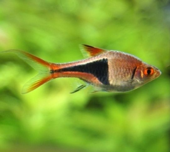 Razbora KLINOWA, rybki akwariowe