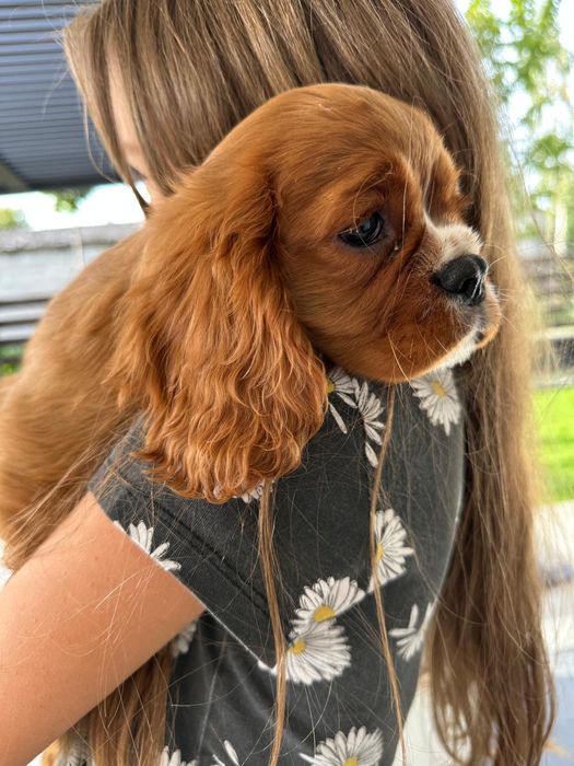 Cavalier King spaniel piesek gotowe do odbioru