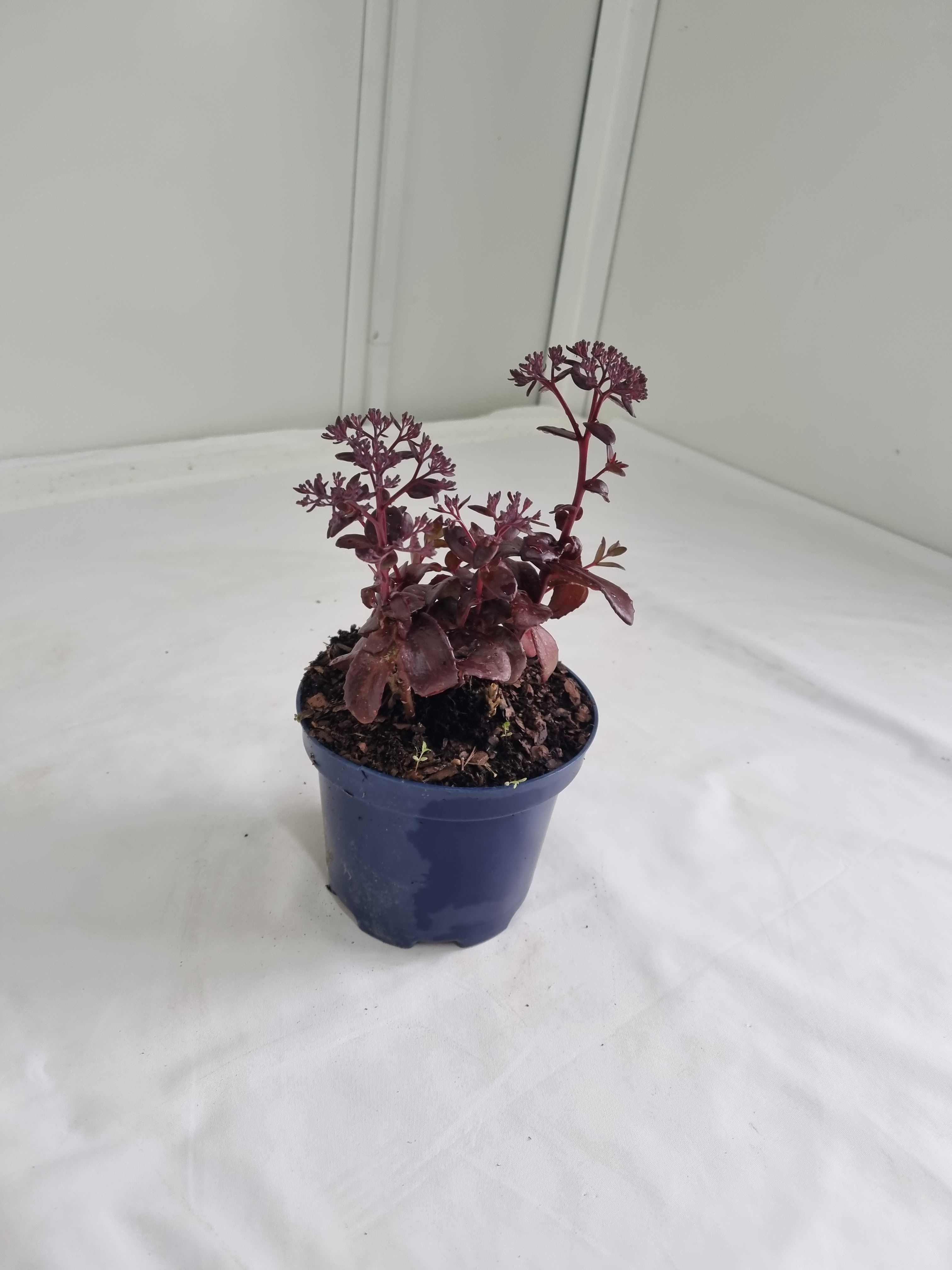 Rozchodnik Okazały Fioletowy – Sedum spectabile, Wys. 30 cm, 2L