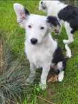 Border Collie- Suczka- Zara- chip, rodowód, PPK, WKU
