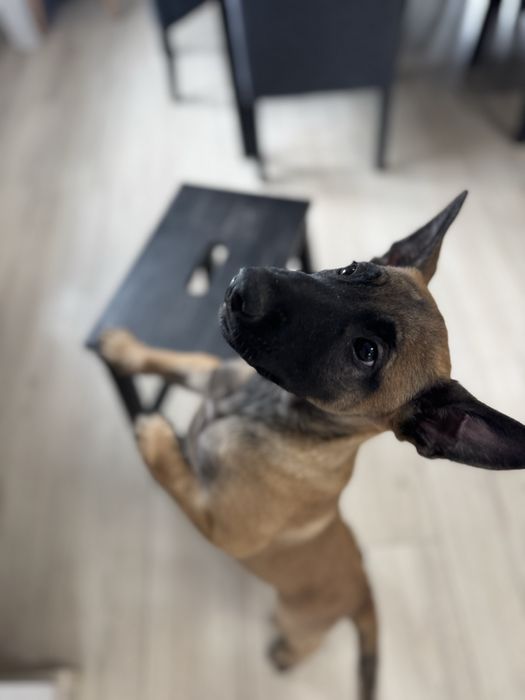 Artego Szczeniak Owczarek Belgijski Malinois FCI