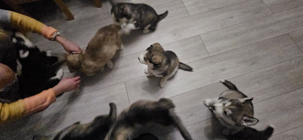 Brązowa suczka Siberian Husky