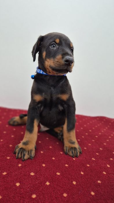Szczeniaki doberman