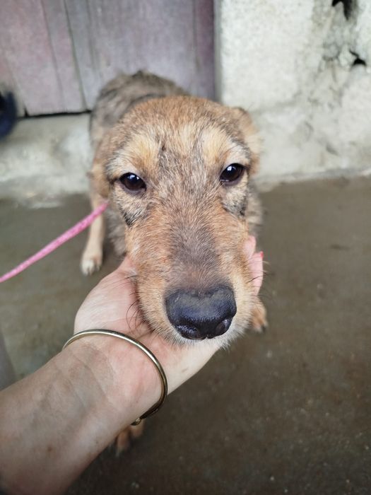 Cadela meiga para adoção