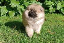 Pomeranian Szpic Miniaturowy