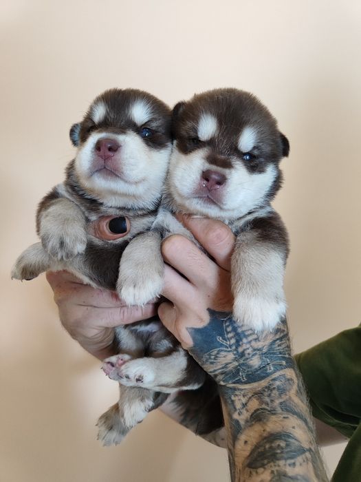 Малюки ! Вік від 1 місяця