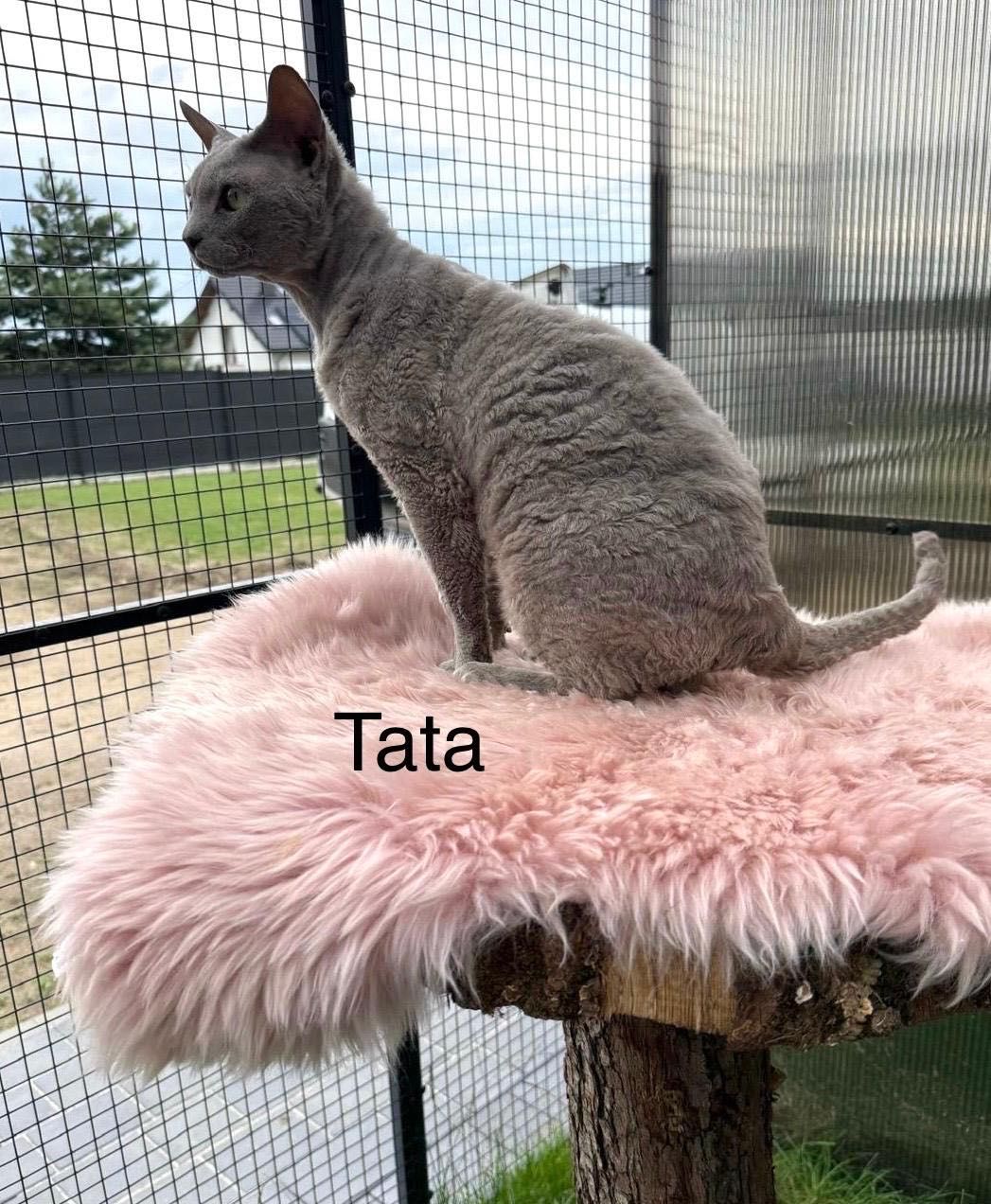 Kotka niebieska Devon Rex z rodowodem