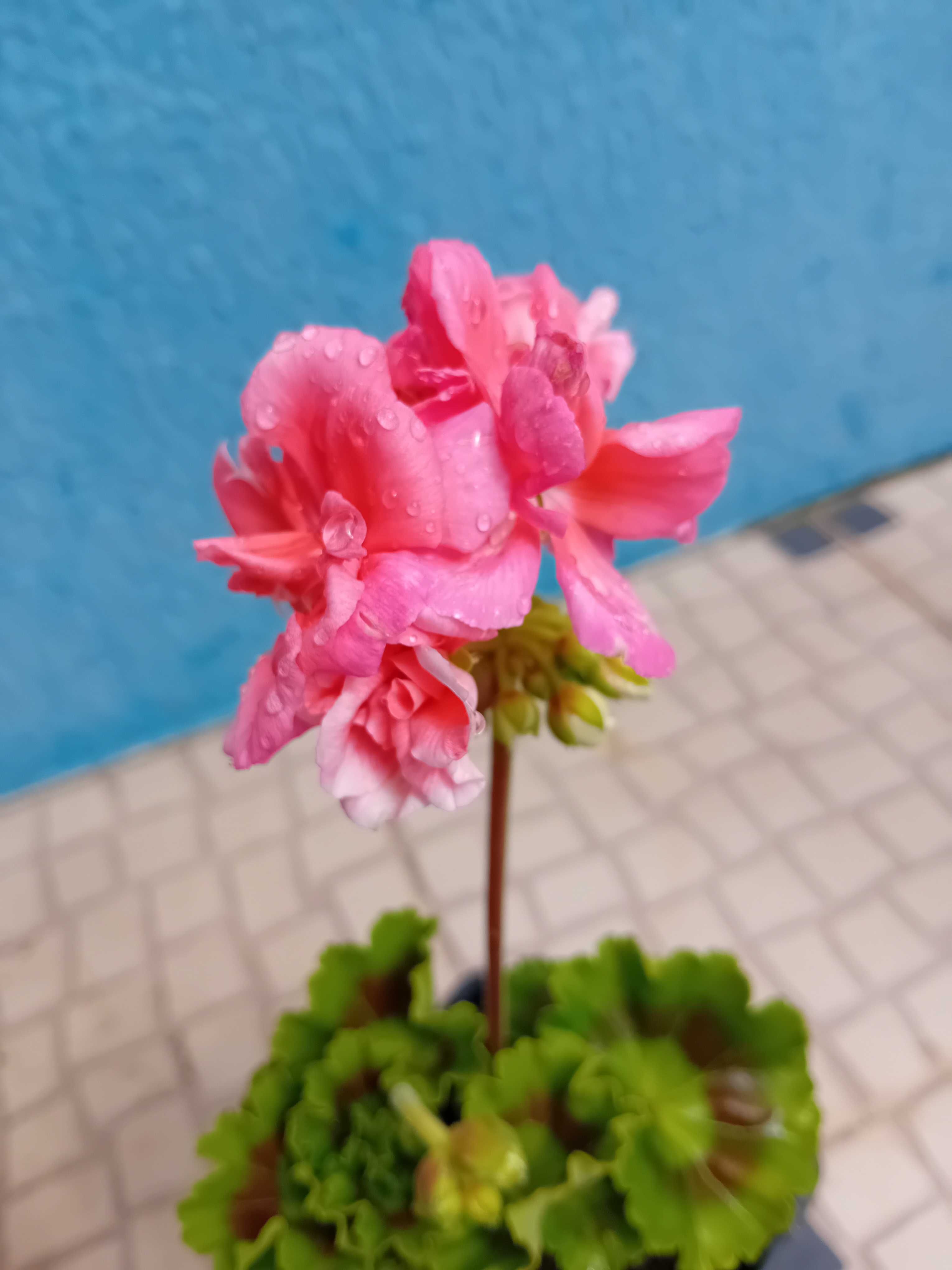 Sardinheira ou geranio