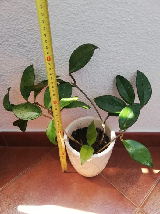 Trepadeira flor-de-cera com 3 pés e mais de 40 cm, em vaso de cerâmica