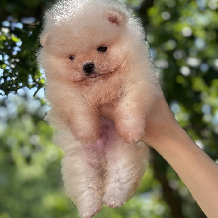 ляльковий Ведмедик шок классу