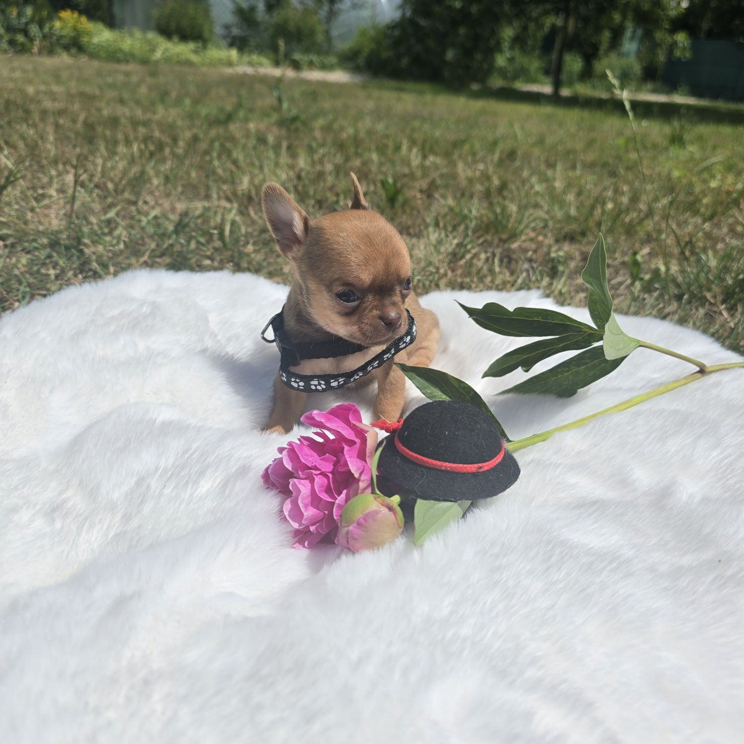 Chihuahua samiec sable xs