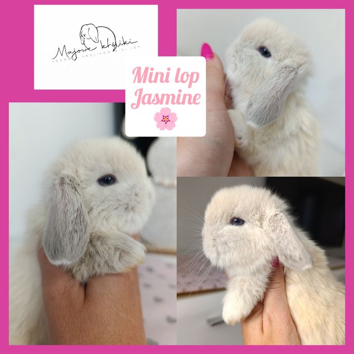 Królik króliczek mini lop hodowla zarejestrowana