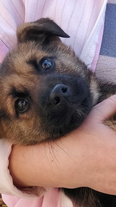 Цуцик малої породи Ужгород