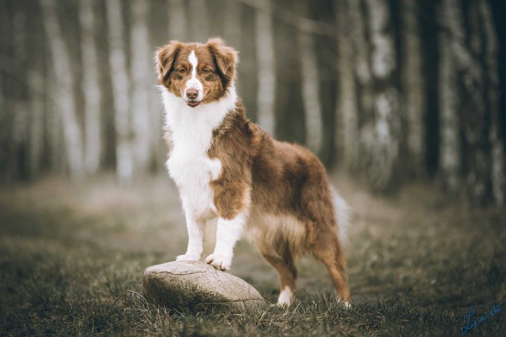 Owczarek Australijski typ Amerykański Suczka Blue Merle