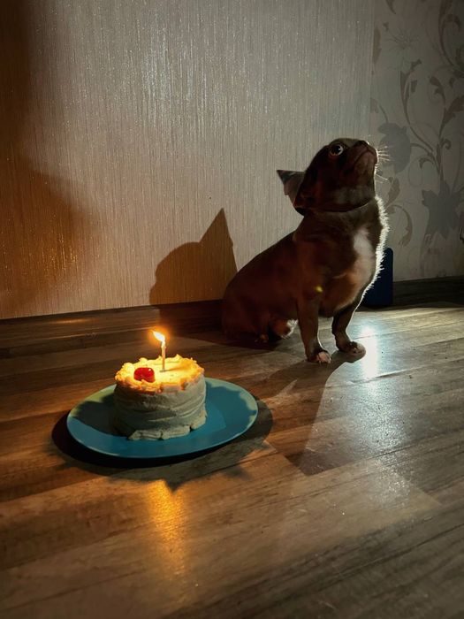 Передержка животных/Перетримка тварин /Готель для тварин /Вигул