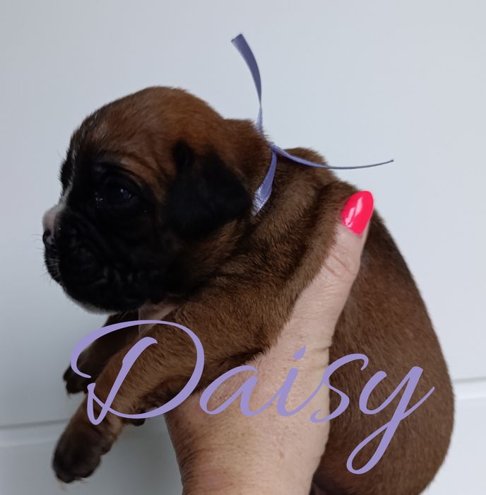 Suczka Daisy bokser szczeniak szzenię szczeniaki