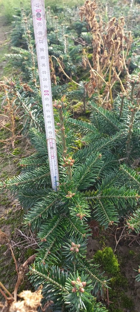 Jodła kaukaska 4 letnia 30 cm sadzonki abies choinki