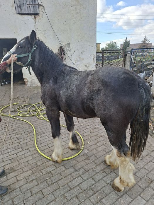 Sprzedam ogierka tinker coob grypsy